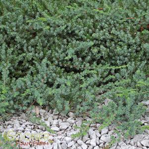 <em>Juniperus</em> BLUE PACIFIC JUNIPER: 