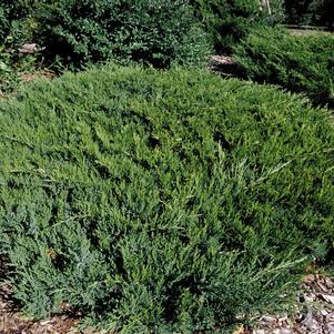 <em>Juniperus</em> <strong>BROADMOOR JUNIPER</strong>: