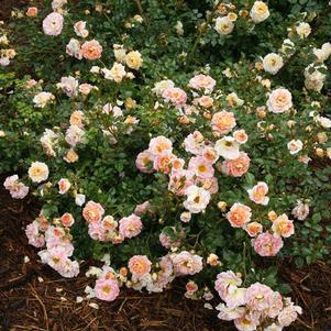 <em>Rosa</em> <strong>OSO EASY® PEACHY CREAM ROSE</strong>: