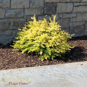 <em>Lonicera</em> <strong>EDMEE GOLD HONEYSUCKLE</strong>: