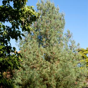 <em>Pinus</em> <strong>EASTERN WHITE PINE</strong>: