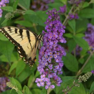 <em>Buddleia x</em> <strong>LO & BEHOLD® BLUE CHIP BUTTERFLY BUSH</strong>: