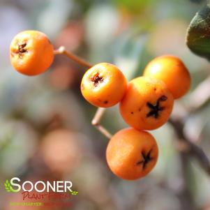 <em>Pyracantha</em> <strong>YUKON BELLE® PYRACANTHA</strong>: