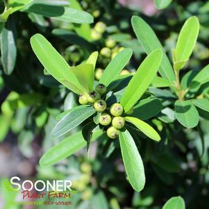<em>Pyracantha</em> <strong>KASAN PYRACANTHA</strong>: