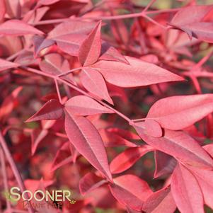 <em>Nandina</em> <strong>HEAVENLY BAMBOO NANDINA</strong>:
