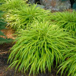 <em>Hakonechloa</em> <strong>ALL GOLD JAPANESE FOREST GRASS</strong>: