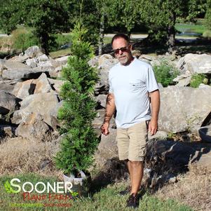 <em>Thuja</em> <strong>GREEN GIANT ARBORVITAE</strong>: