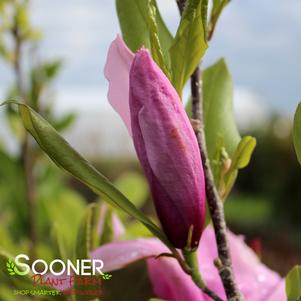 <em>Magnolia</em> <strong>JANE MAGNOLIA</strong>: