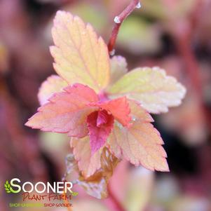 <em>Spiraea</em> <strong>MAGIC CARPET SPIRAEA</strong>: