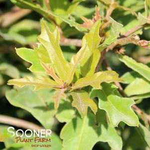 <em>Quercus</em> <strong>WATER OAK</strong>: