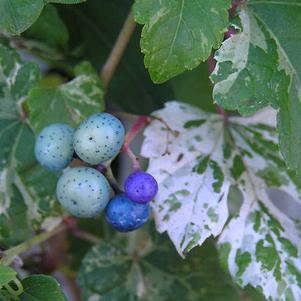 <em>Ampelopsis</em> <strong>VARIEGATED PORCELAIN VINE</strong>: