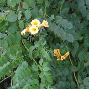 <em>Campsis</em> <strong>YELLOW TRUMPET VINE</strong>: