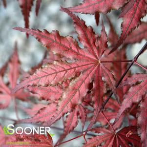 <em>Acer</em> <strong>PURPLE GHOST JAPANESE MAPLE</strong>: