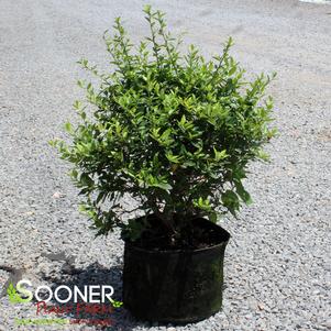 <em>Pyracantha</em> <strong>GNOME® PYRACANTHA</strong>: