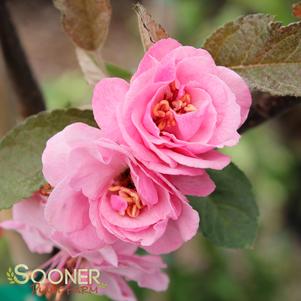 <em>Malus</em> <strong>BRANDYWINE CRABAPPLE</strong>: