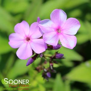 <em>Phlox</em> <strong>BLUE BOY GARDEN PHLOX</strong>: