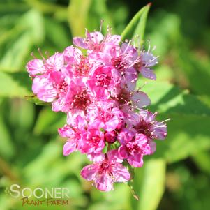 <em>Spiraea</em> <strong>SHIROBANA SPIRAEA</strong>: