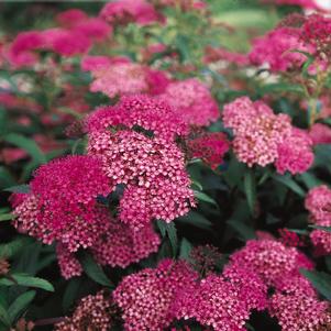 <em>Spiraea</em> ANTHONY WATERER RED SPIRAEA: 