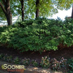 <em>Taxus</em> <strong>DENSIFORMIS YEW</strong>: