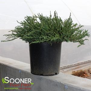 <em>Juniperus</em> <strong>GREEN SARGENT JUNIPER</strong>: