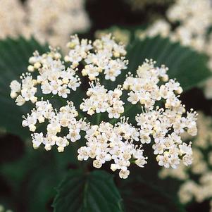<em>Viburnum</em> <strong>AUTUMN JAZZ VIBURNUM</strong>: