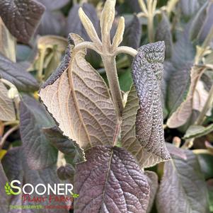 <em>Viburnum</em> <strong>LEATHERLEAF VIBURNUM</strong>: