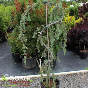 <em>Cedrus</em> <strong>WEEPING BLUE ATLAS CEDAR (SERPENTINE)</strong>:
