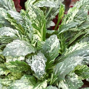<em>Ajuga</em> <strong>SPARKLER AJUGA</strong>: