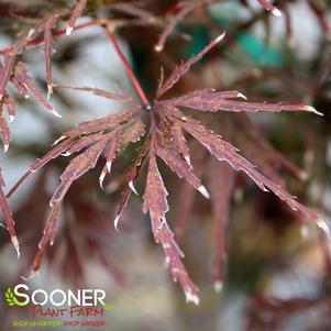 <em>Acer</em> <strong>LION HEART WEEPING JAPANESE MAPLE</strong>: