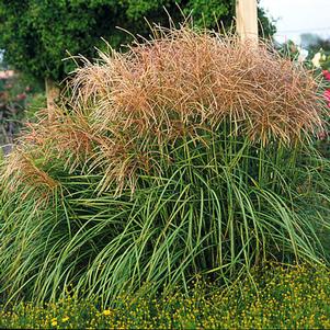 <em>Miscanthus</em> HURON SUNRISE MAIDEN GRASS: 
