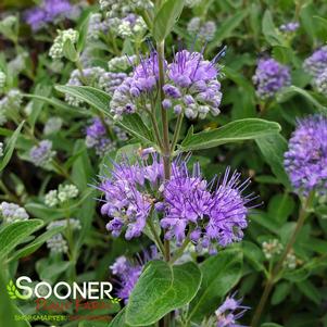 <em>Caryopteris</em> <strong>DARK KNIGHT BLUEBEARD</strong>: