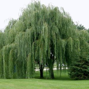 <em>Salix</em> <strong>BABYLON WEEPING WILLOW</strong>: