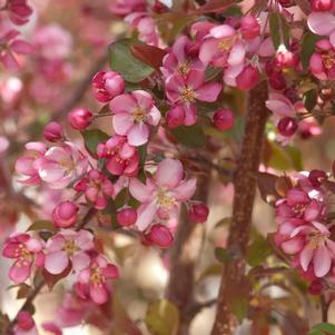 <em>Malus</em> <strong>THUNDERCHILD CRABAPPLE</strong>: