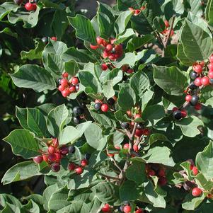 <em>Rhamnus frangula</em> <strong>COLUMNAR BUCKTHORN</strong>: