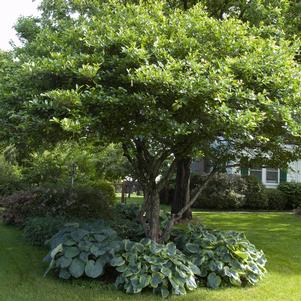 <em>Crataegus</em> <strong>CRUSADER® HAWTHORN</strong>: