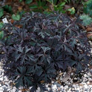 <em>Geranium</em> <strong>VICTOR REITER JR. CRANESBILL GERANIUM</strong>:
