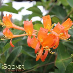<em>Lonicera japonica</em> <strong>MANDARIN HONEYSUCKLE</strong>: