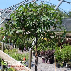 <em>Malus</em> <strong>LOLLIPOP® CRABAPPLE</strong>: