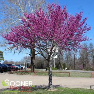 <em>Cercis</em> <strong>OKLAHOMA REDBUD</strong>: