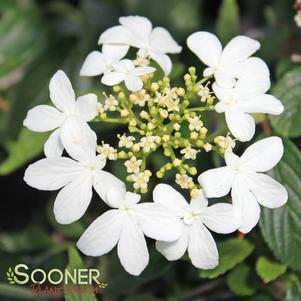 <em>Viburnum</em> <strong>SUMMER SNOWFLAKE DOUBLEFILE VIBURNUM</strong>: