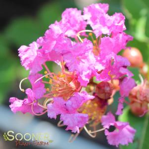 <em>Lagerstroemia</em> <strong>ZUNI CRAPEMYRTLE</strong>: