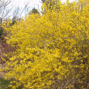 <em>Forsythia</em> <strong>MEADOWLARK FORSYTHIA</strong>: