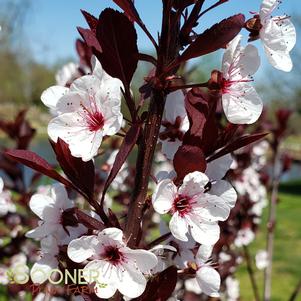 <em>Prunus</em> PURPLELEAF SAND CHERRY: 