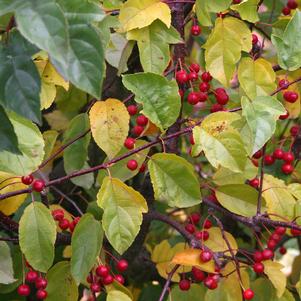 <em>Malus</em> <strong>RED JADE WEEPING CRABAPPLE</strong>: