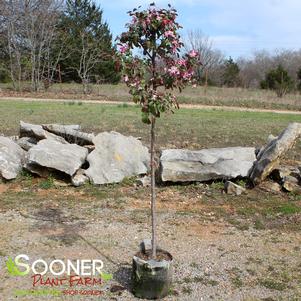 <em>Malus</em> <strong>ROBINSON CRABAPPLE</strong>: