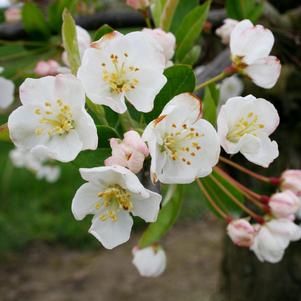 <em>Malus</em> <strong>SARGENT CRABAPPLE</strong>: