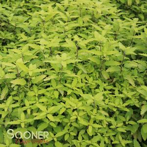 <em>Caryopteris</em> <strong>SUNSHINE BLUE® BLUEBEARD</strong>: