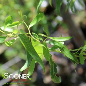 <em>Salix</em> <strong>SNAKE WILLOW</strong>: