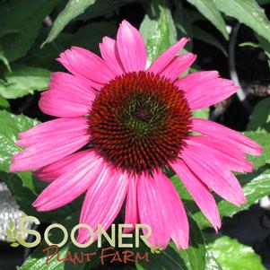 <em>Echinacea</em> <strong>BIG SKY™ AFTER MIDNIGHT CONEFLOWER</strong>: