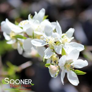 <em>Malus</em> <strong>SPRING SNOW CRABAPPLE</strong>: